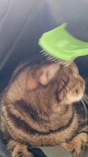 Cat 🐱 2