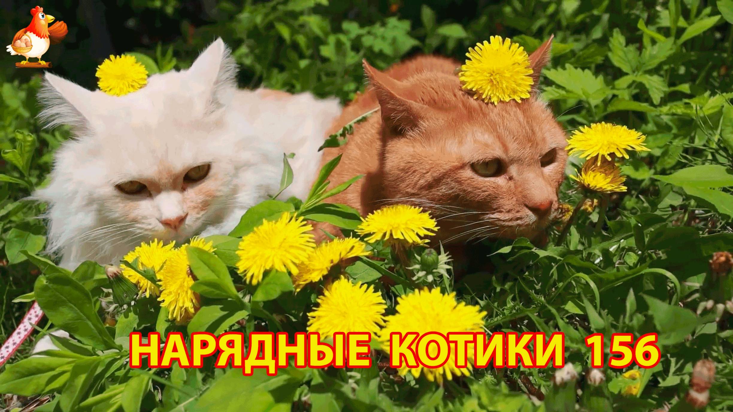 Нарядные Котики расслабляются на солнышке 🌞 🐈🐈🐈 (156)