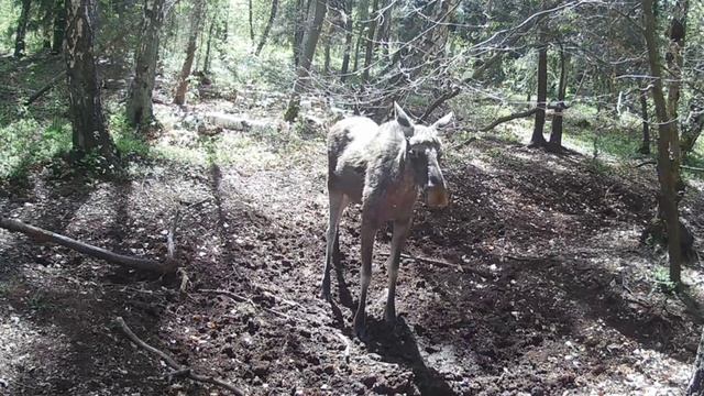 Видео фотоловушки