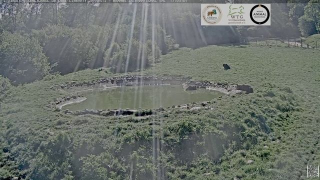 Мишка вечером принимает водные процедуры- мордочку вытянул к солнышку