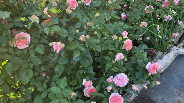 Начало цветения роз 24.05.20