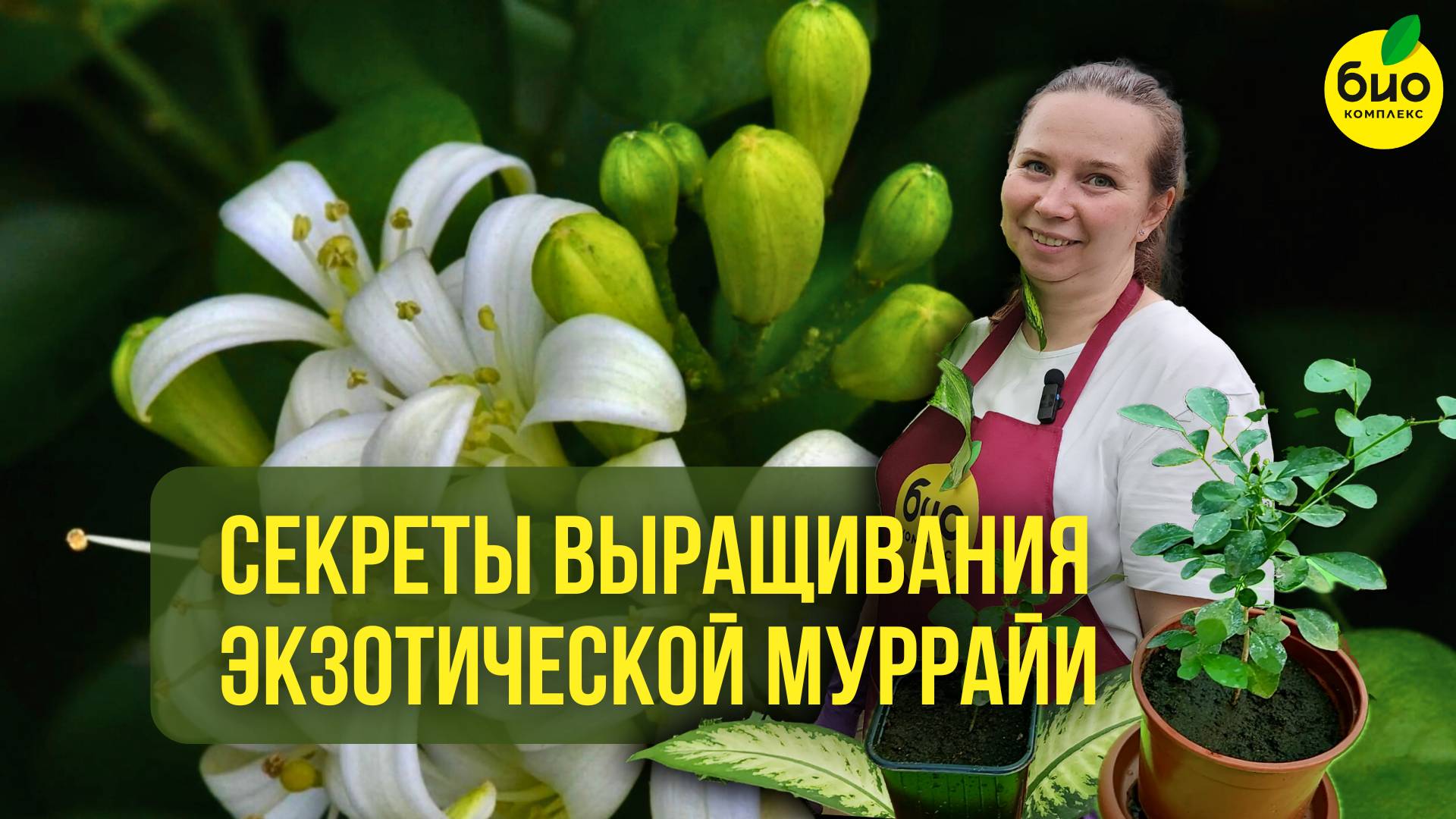 Секреты выращивания экзотической Муррайи