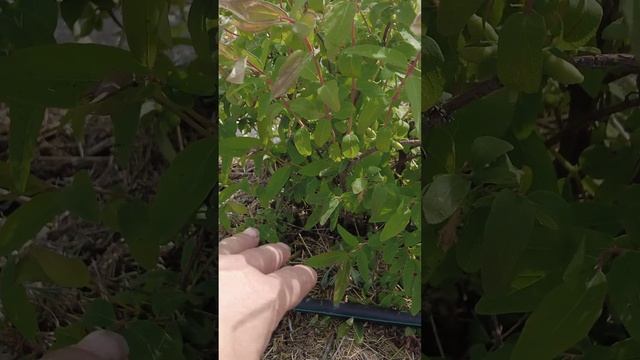 результаты по жимолости в мае 2025 года. #сад #лето #дача #farming