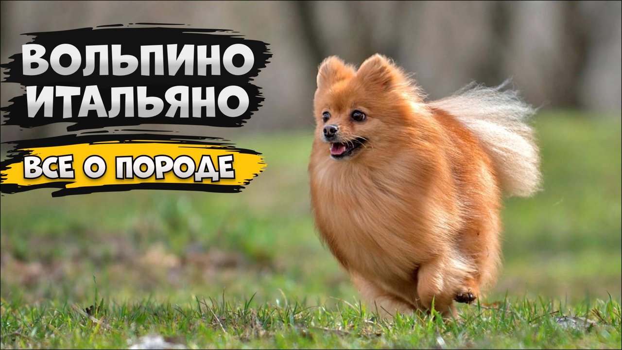 Вольпино Итальяно - Все о породе собаки | Собака породы - Вольпино Итальяно