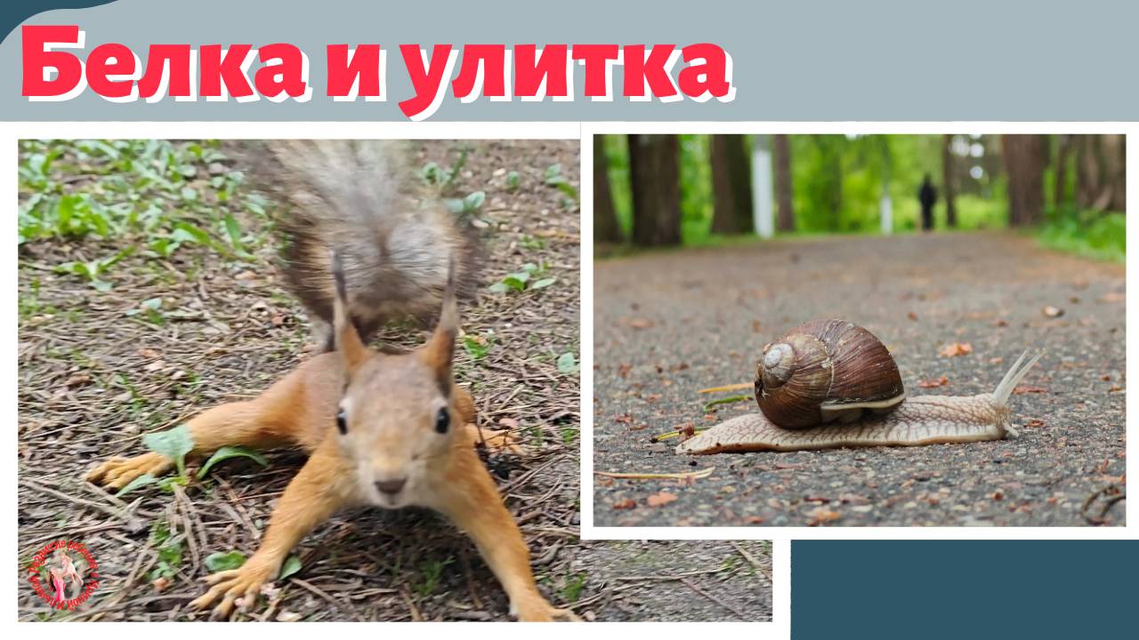 Белка, улитка