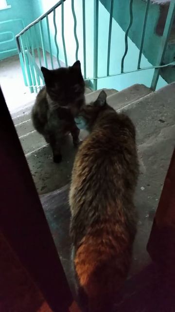 VID_20230613_061230