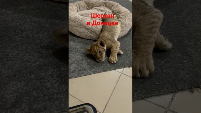Маленький Шерхан в Донецке