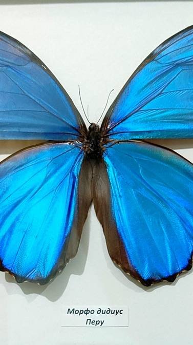 Мир бабочек