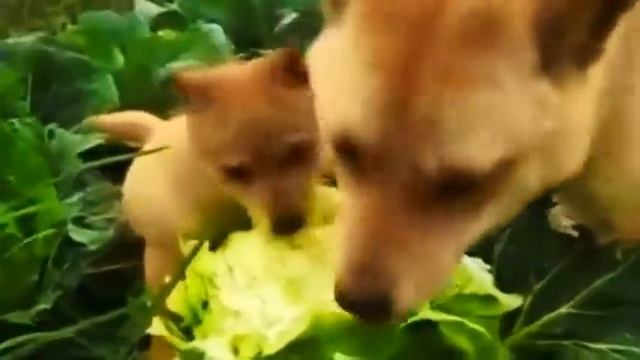 СМЕШНЫЕ ВИДЕО КРАСИВЫХ ЖЕНЩИН