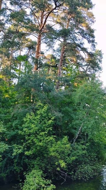 Серебряный бор💚Место с вековыми соснами, экотропами, озерами, чистыми пляжами в черте города