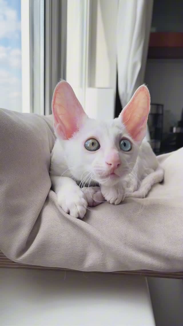 Разноглазые белые котята корниш-рекс