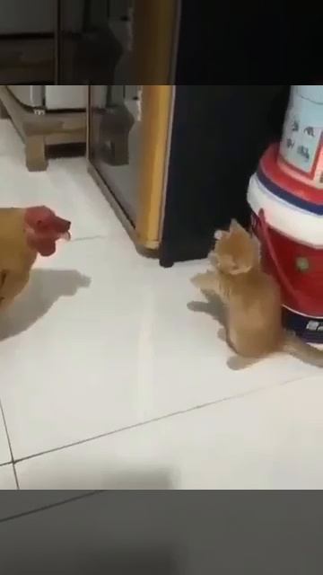 Визуально оцениваем противника и пытаемся напугать 🐈😍🐓