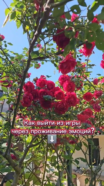 Как выйти из игры через проживание эмоций?