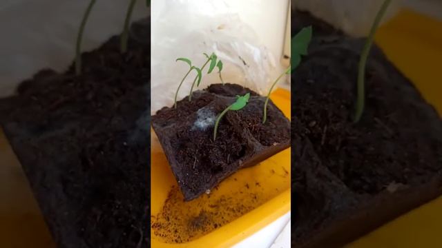 огород на подоконнике продолжение спустя полторы недели