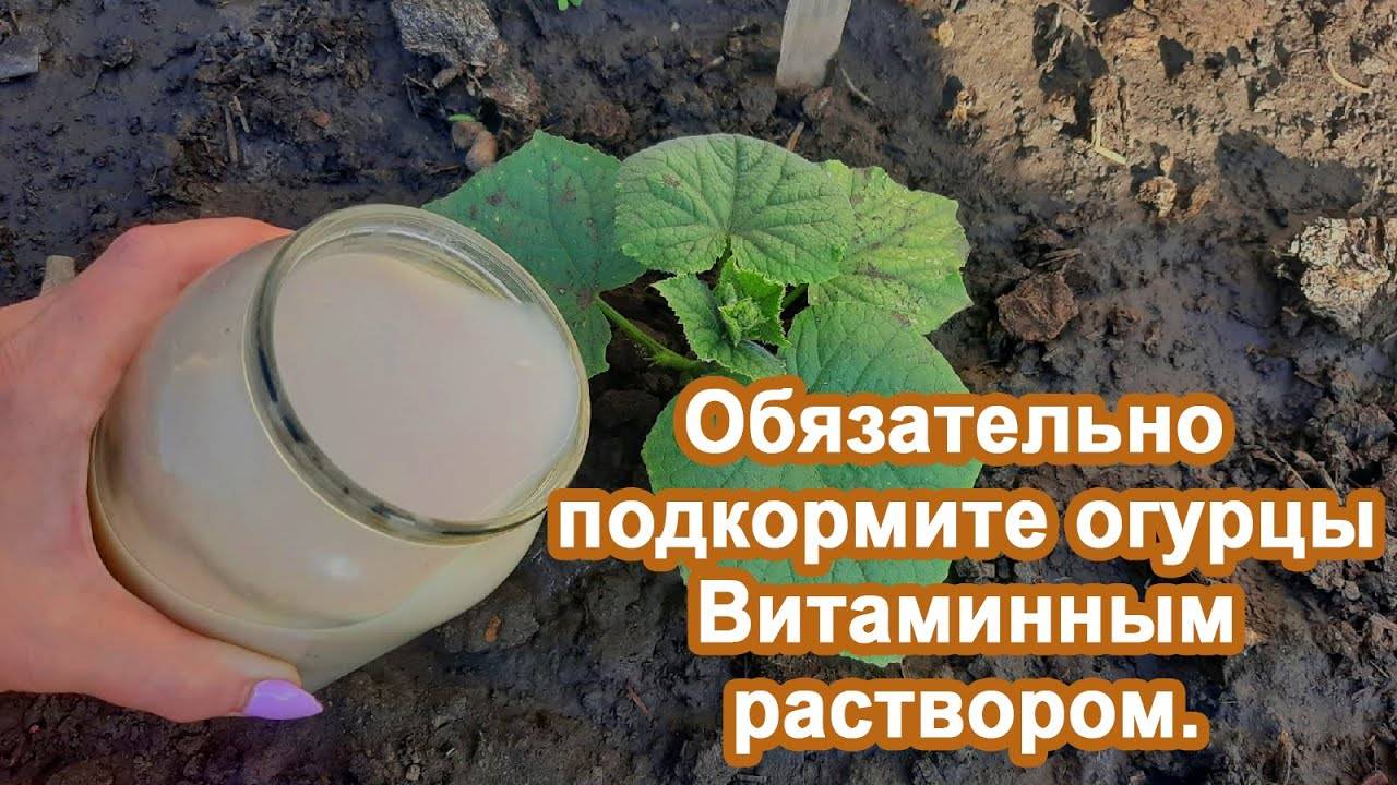 Огурцы завалят урожаем Если внести раствор в Июне Народная подкормка для помощи огурцам в росте.