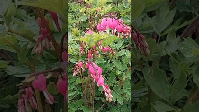 VID_20250524_234821_686.mp4