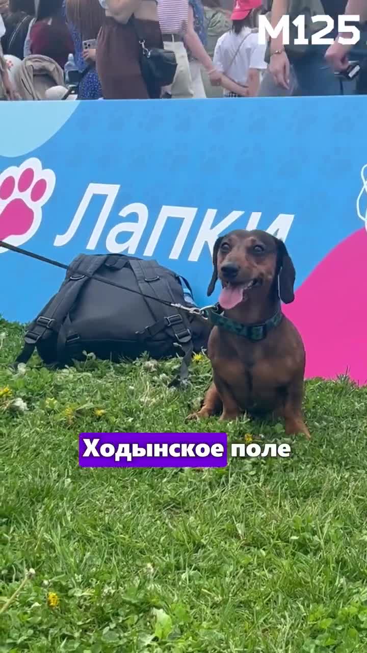 #Фестиваль #Лапки от #вконтакте ! #животные #милота #Москва