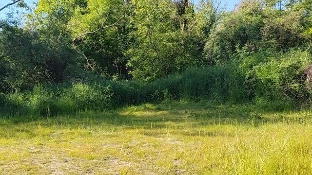 Puszczyk -Powrót do starego stanu rzeczy!