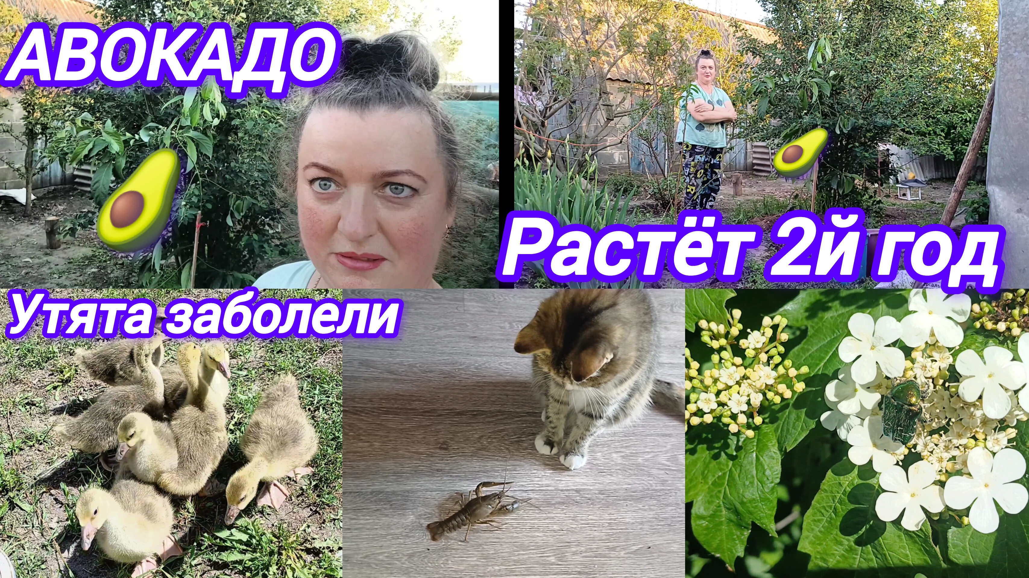 ГУСЯТА ЗАБОЛЕЛИ. ОТПАИВАЮ
