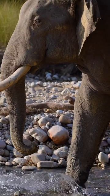 Видео про животных