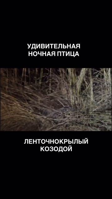 Козодой