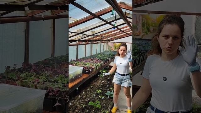Создание условий для летнего черенкования.
