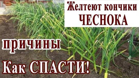 🧄ЖЕЛТЕЕТ ЧЕСНОК💛ПРИЧИНЫ🧄ПРОСТОЕ СРЕДСТВО ОТ ЖЁЛТЫХ КОНЧИКОВ!