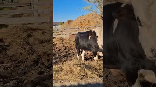 1000165564.mp4