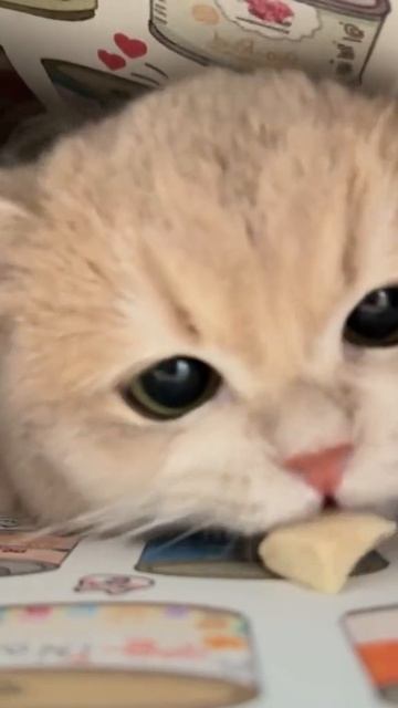Ещё больше котиков в канале https://t.me/cotorai