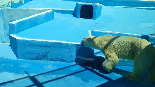 Белый медведь, Сафари парк Геленджик