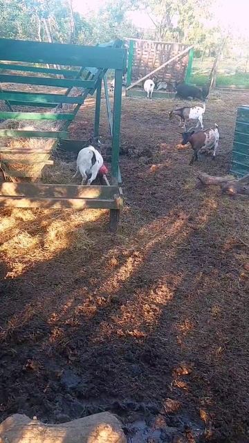 Чесуличка 🐐