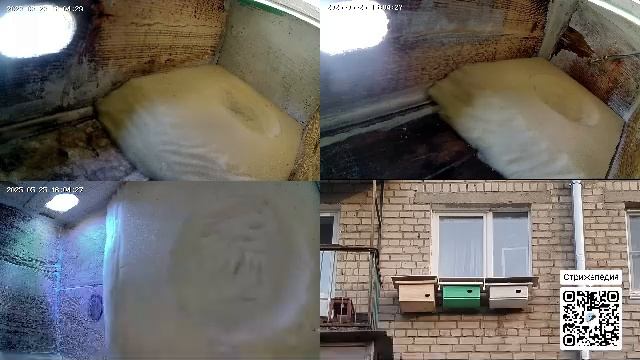 Камеры в гнездах стрижей / A camera in the nests of swifts