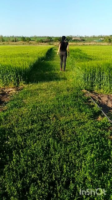 пшеница 🌾 май 2025