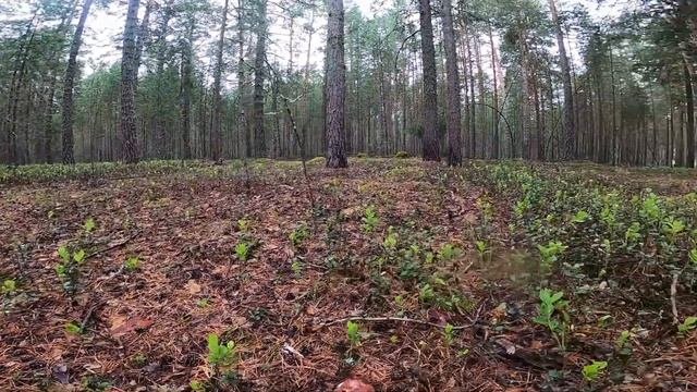 После дождика идем в лес, за солнышком.