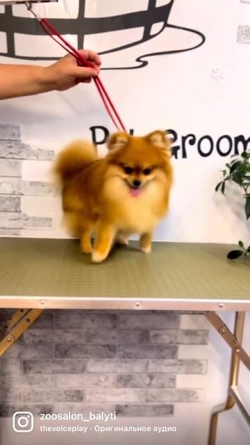 -🐾✨ Профессиональный груминг шпица в сети салонов «Балути»! ✨🐾