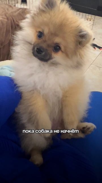 Как отучить щенка кусать руки? 🐶