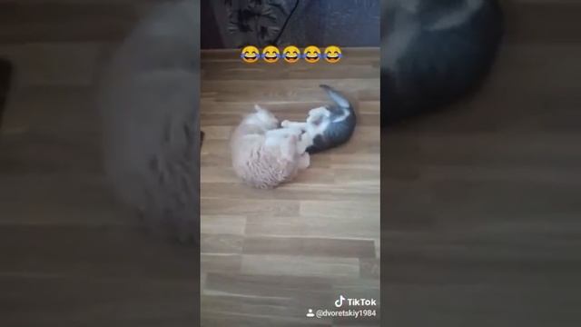 КОТЫ ИГРАЮТ #котыиграют #коты #приколы #смех #спб