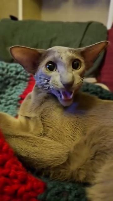 Оринтальная кошка 🐱