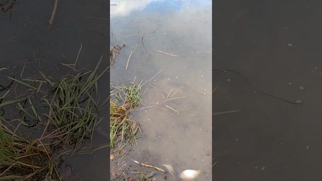 Зарыбляем пожарный пруд в деревне