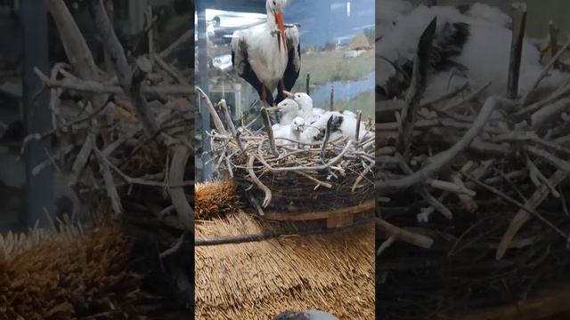 Зоологический музей. Познание животного мира.