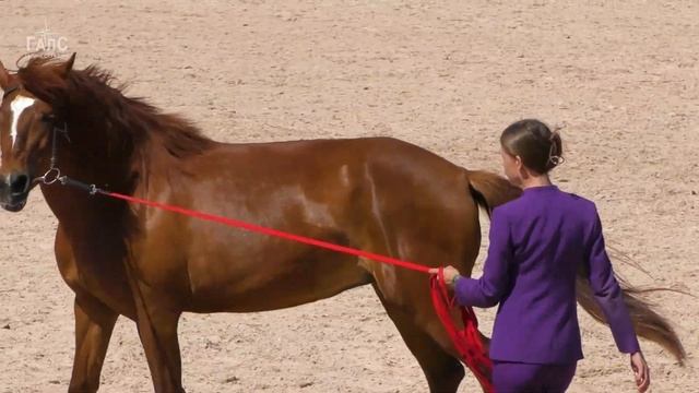 МЕЗЕНСКАЯ лошадь ►кобыла СВЕТЛАЯ #ИППОсфера 2024 Парад