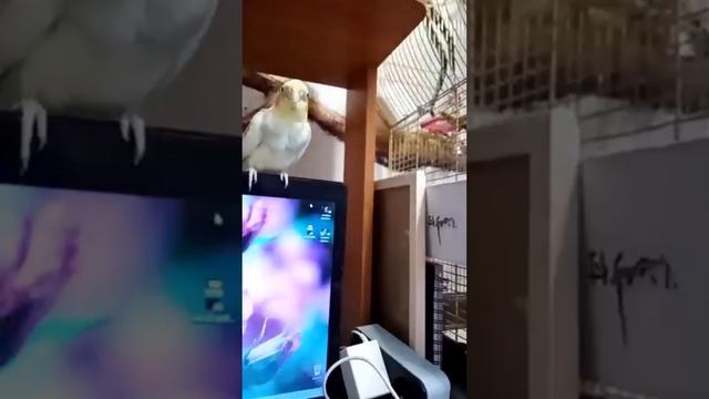 Попугай Тиша. подборка