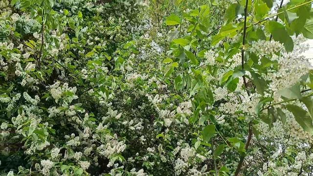 городские цветы в центральном парке культуры и отдыха имени Кирова Санкт-Петербург