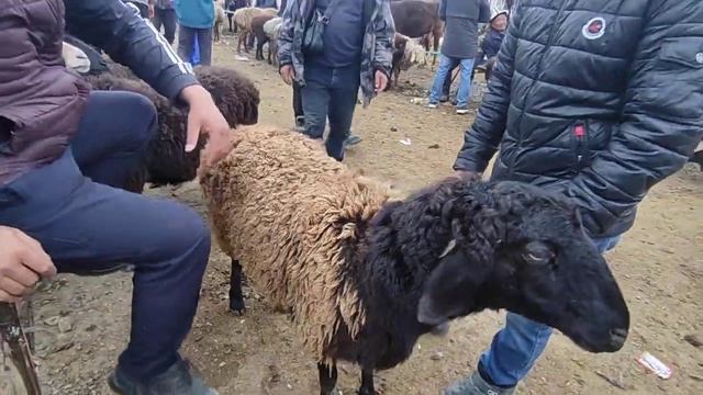 Караван мал базар 05.04.25 реклама жонундо вапсап номер 050