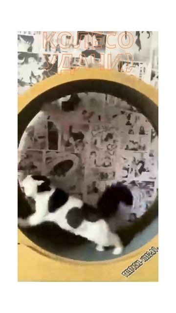 Ржачка до усрачки животные тверк? Laughing the shit out of animals,twerking #youtubeshorts #short