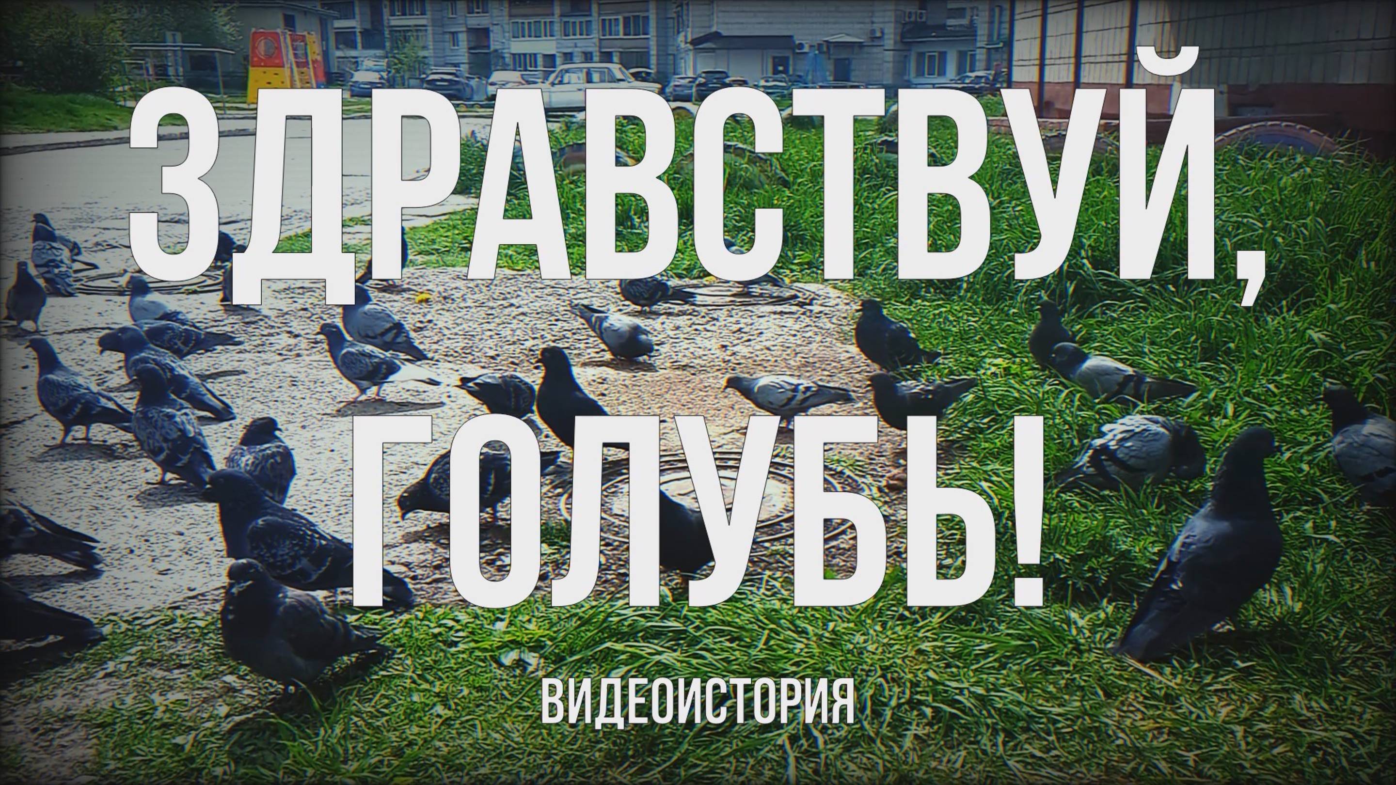 Видеоистория "Здравствуй, голубь!" (12+)