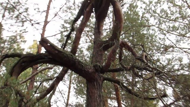 Чудеса природы. Ведьмино дерево.