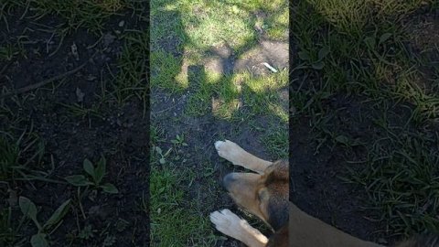 Гуси на пасеке #гуси #пасека #гусинаяферма #пчеловодство #фермерство #сельскоехозяйство #деревня