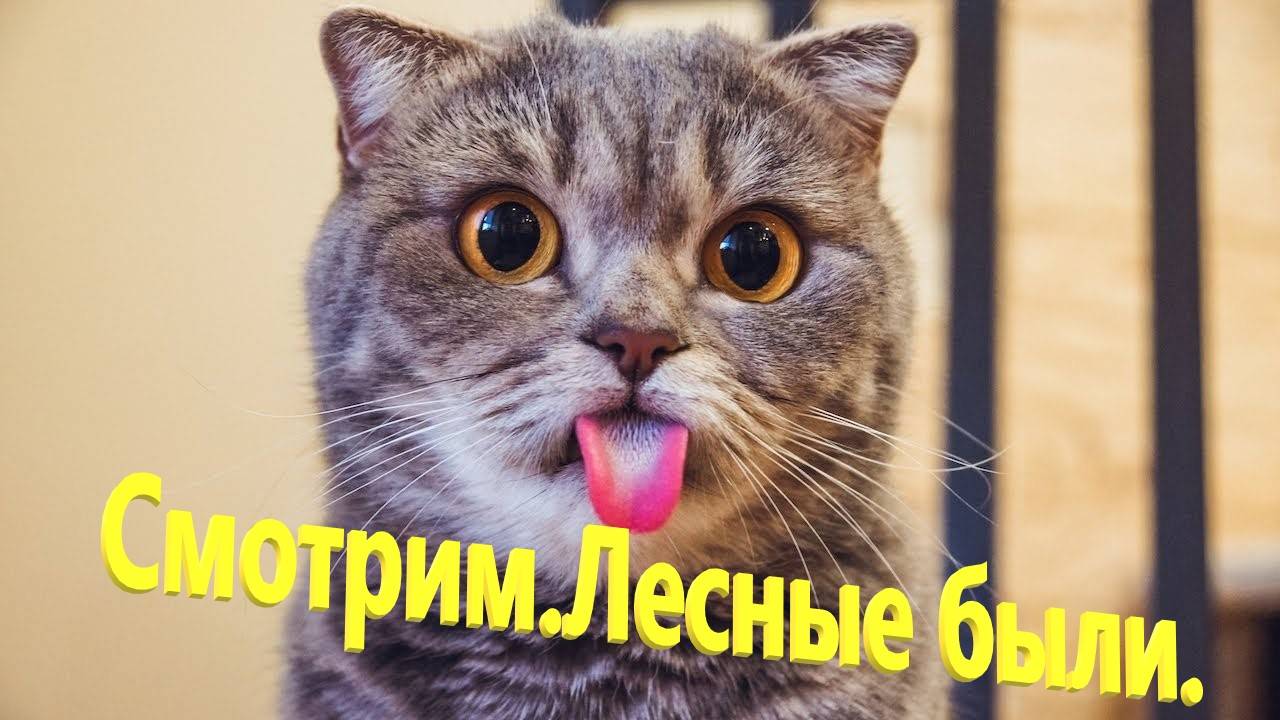 Моя шотландская кошка Нюся смотрит моё творение.  Лесные были Наша реклама канала.