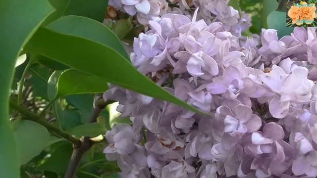 Сирень- красавица и целительница